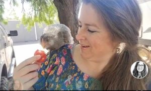 Honey, a blue Andalusian, taught the author how to build trust